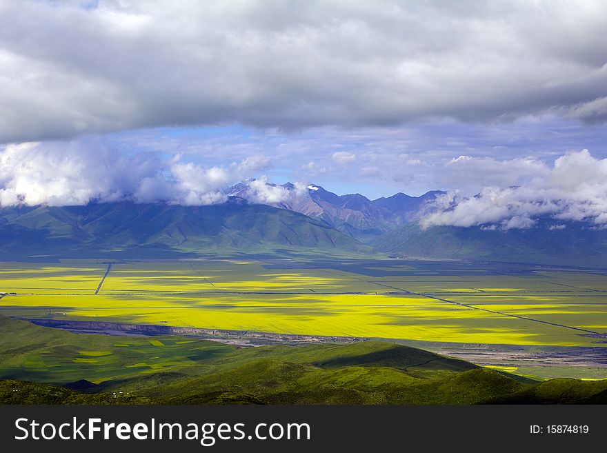 Menyuan County, located in Qinghai Province, has an altitude of 3,200 meters which delays the cycle of its flowers. About 400 million square meters of rape flowers blossom around Qinghai Lake. Menyuan County, located in Qinghai Province, has an altitude of 3,200 meters which delays the cycle of its flowers. About 400 million square meters of rape flowers blossom around Qinghai Lake.