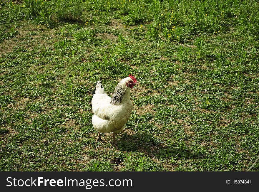 The white hen on a green lawn. The white hen on a green lawn