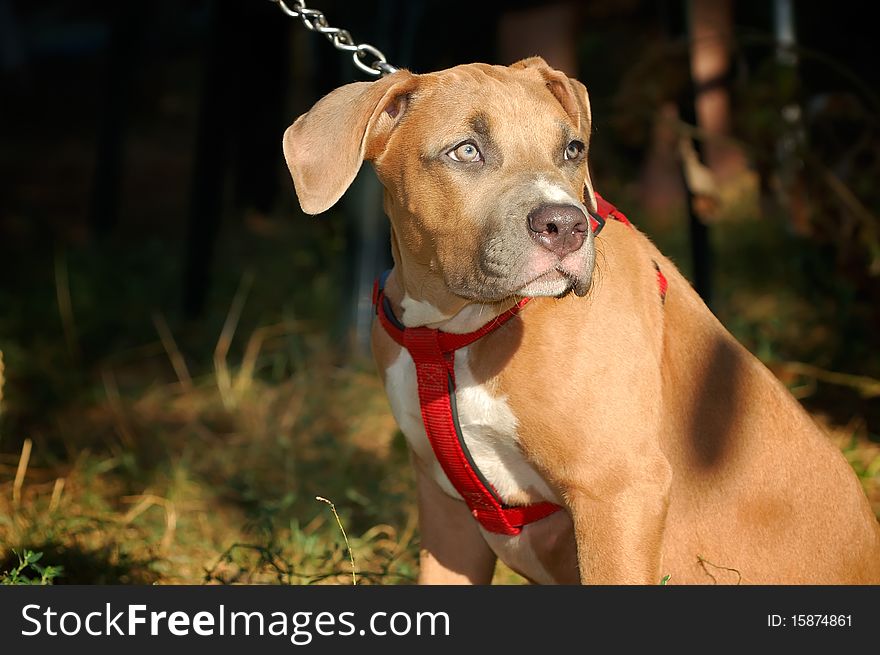 The American staffordshirskiy terrier is shown out by means of crossing of the English bulldog and English terrier