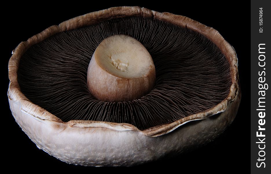 The underside of a mushroom show the gills on a black background.