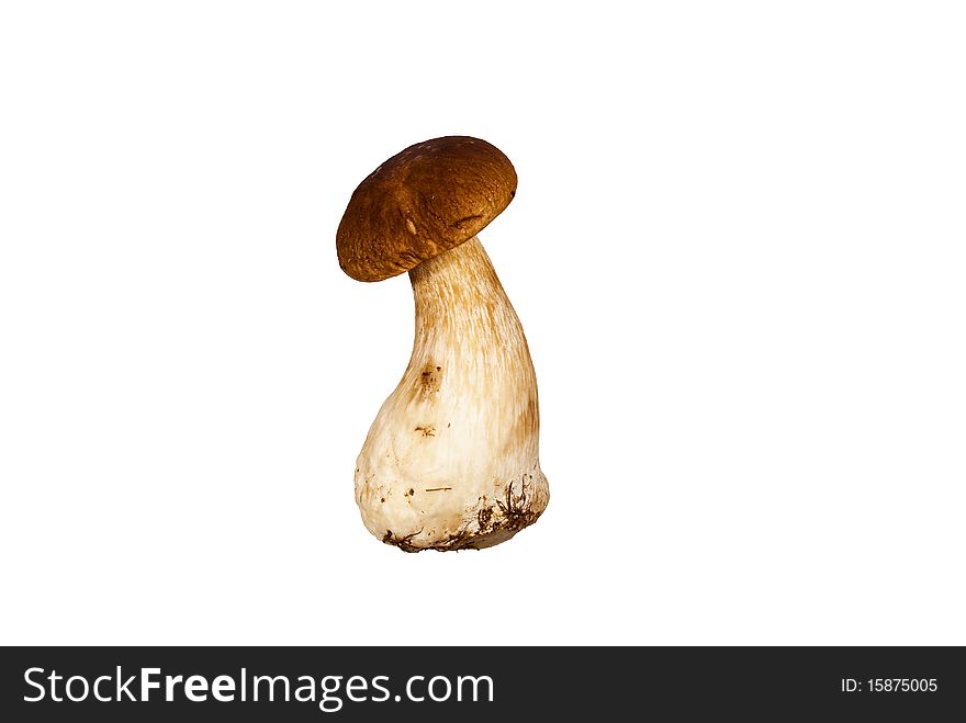 Boletus Mushroom on a white background