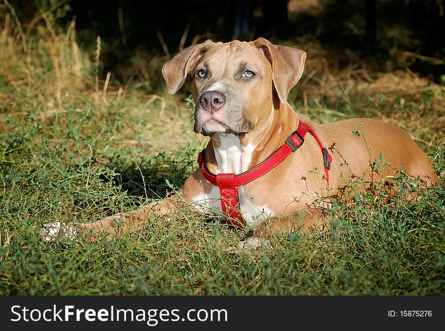 The American staffordshirskiy terrier is shown out by means of crossing of the English bulldog and English terrier