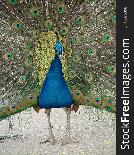 Peacock is showing its beautiful feathers.