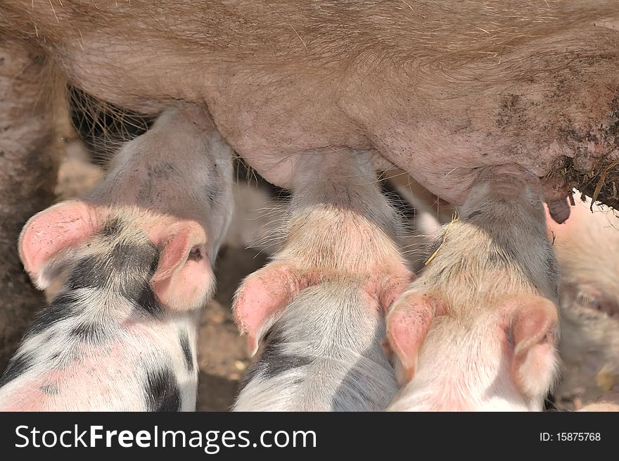 Little piglets on a farm in summer
