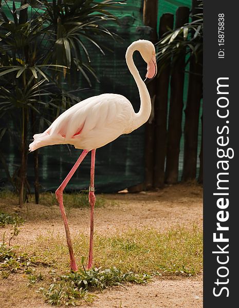 Flamingo in the open zoo of Thailand.