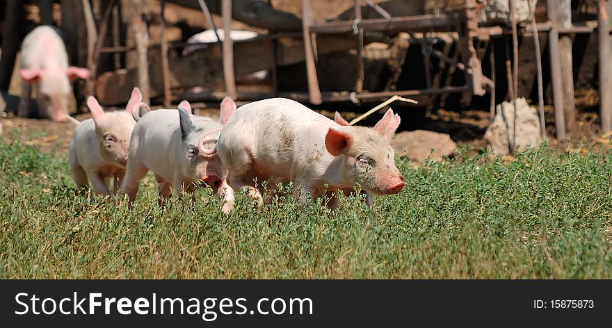 Little piglets on a farm in summer