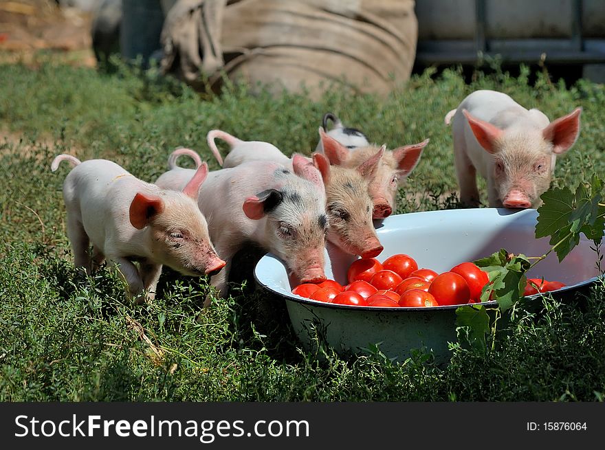 Little piglets on a farm in summer