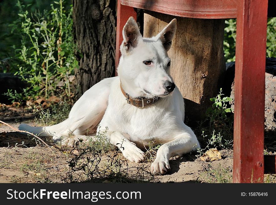 A white domestic dog is in morning illumination. A white domestic dog is in morning illumination