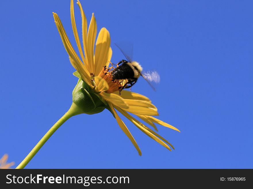 Honey bee on a daisy about to take off flying. Honey bee on a daisy about to take off flying