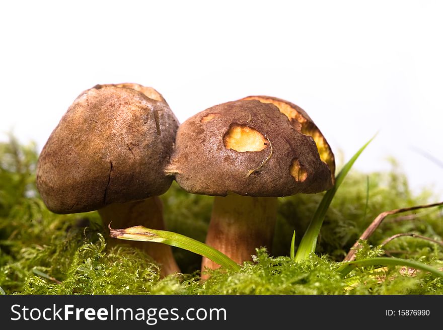 Wild mushrooms on the moss in white background.
