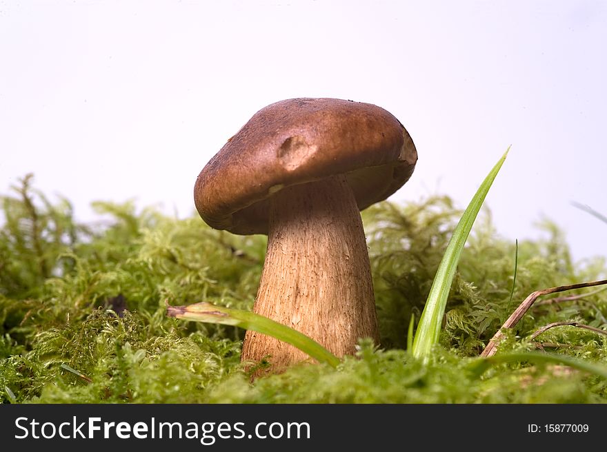 Wild mushroom on the moss in white background.