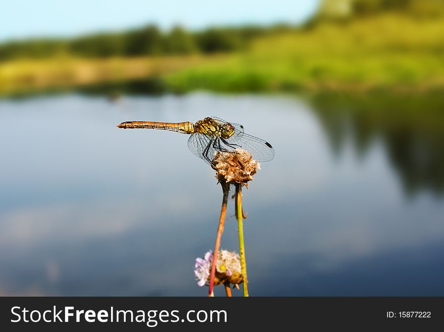 Dragonfly sitting on the flower over beautiful blured summer background