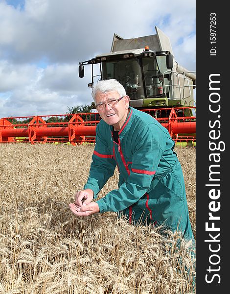 Farmer controlling wheat ears in cereals field. Farmer controlling wheat ears in cereals field