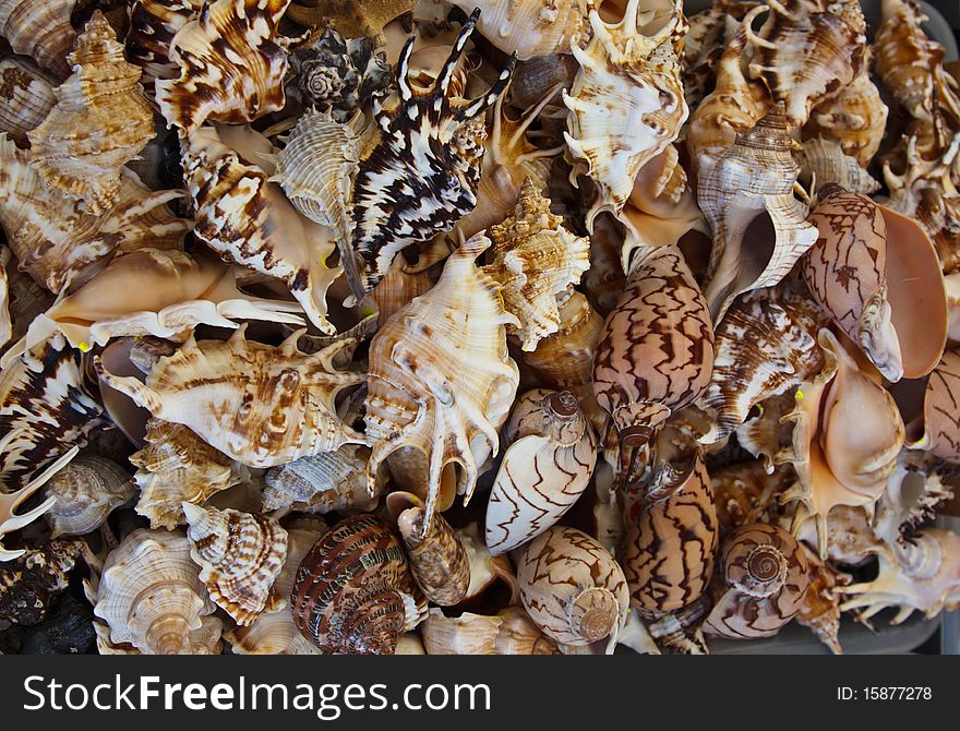 Seashell background or texture of different shapes and sizes.