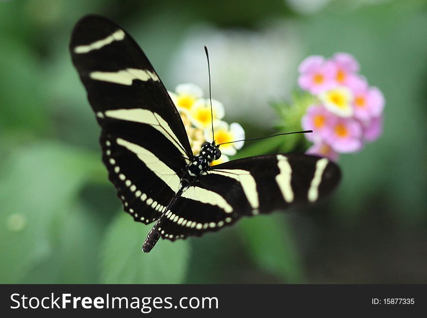 Butterfly perched on  blossoms; photographed at San Diego Wild Animal Park.