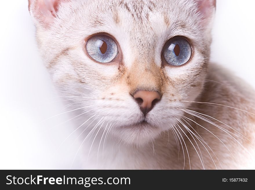 Spoted bengal cat's face in white background