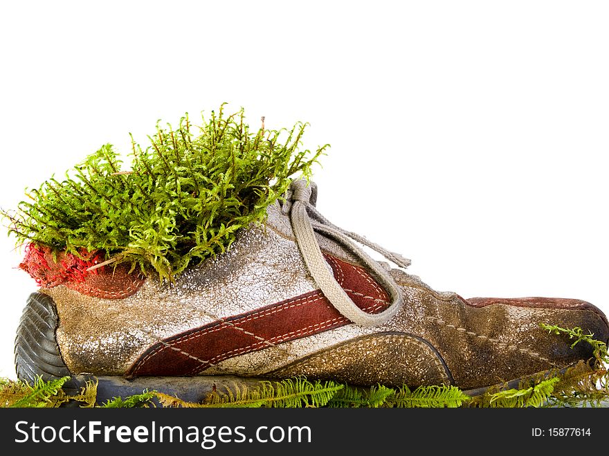 Shoe with moss isolated on white