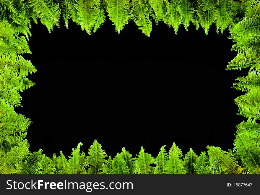 Frame made from moss on black background. Frame made from moss on black background