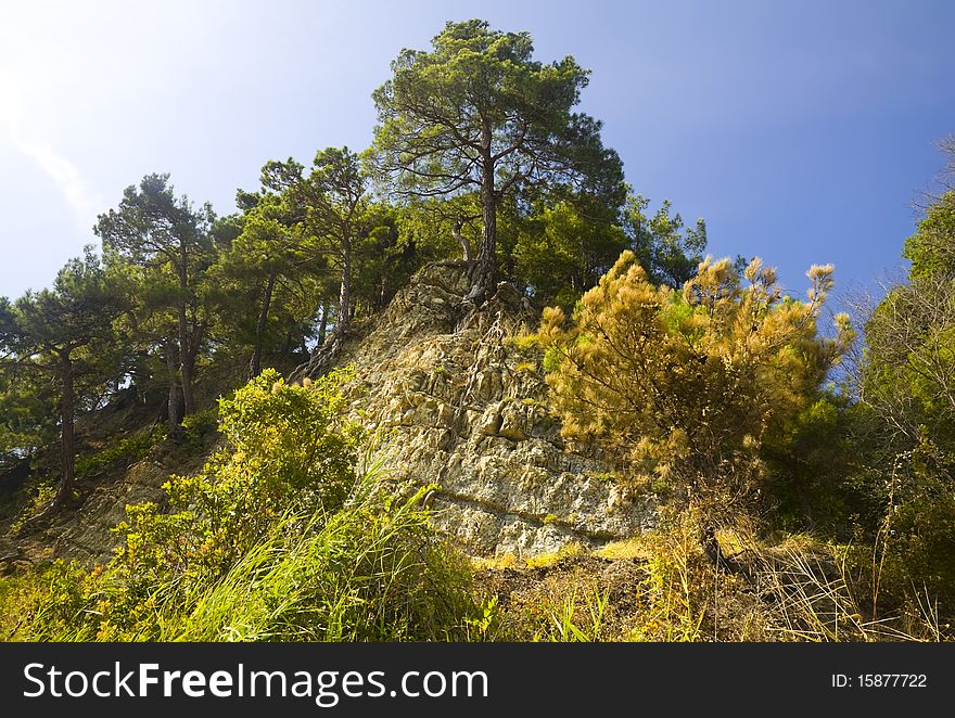 Summer Landscape of Pine-trees on a Rock. Summer Landscape of Pine-trees on a Rock