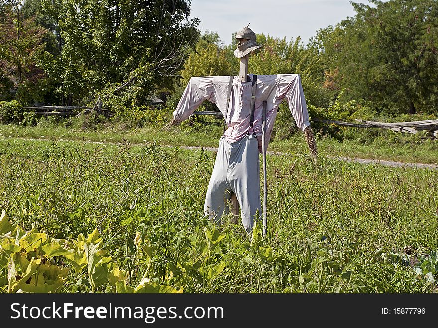 Scarecrow in human clothes stands watch in field