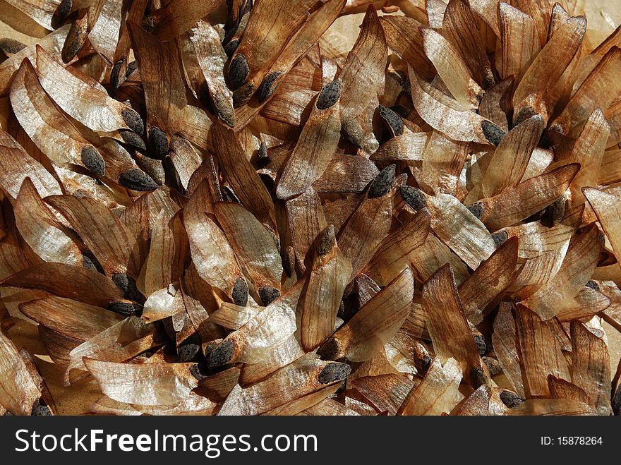 Pine seeds. They have a special system, like a wing, to allow the wind to disperse better. Pine seeds. They have a special system, like a wing, to allow the wind to disperse better.