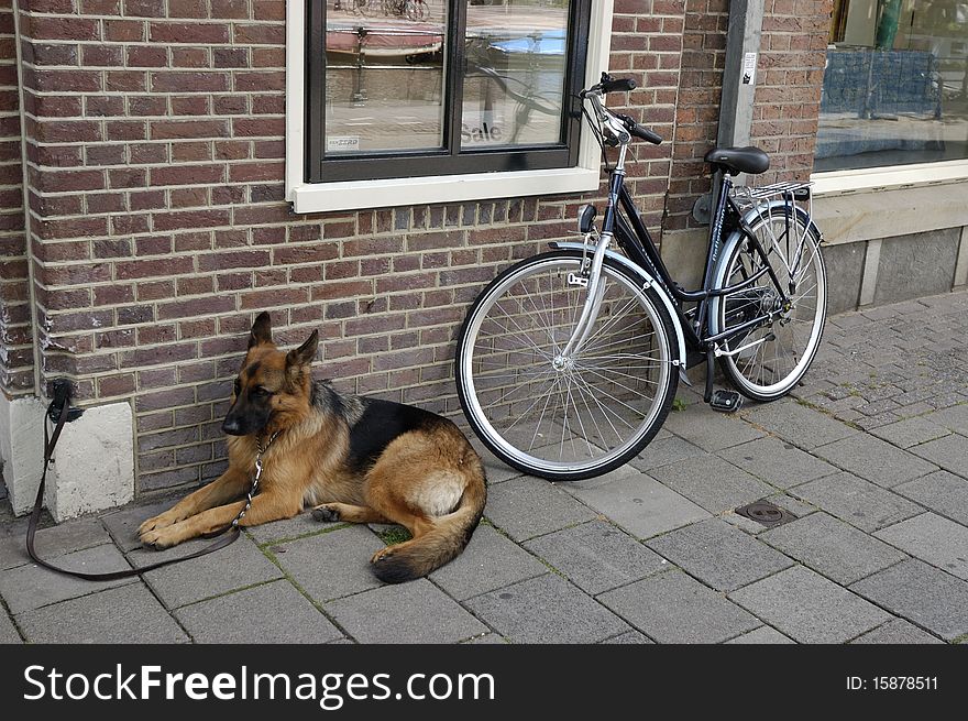 Tied dog and bike on street of Amsterdam. Tied dog and bike on street of Amsterdam.