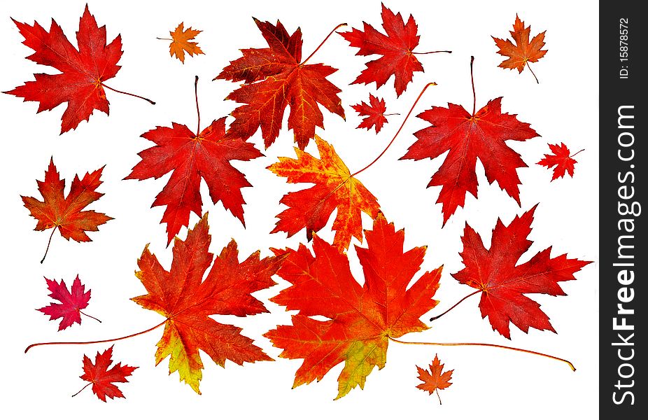 Autumn red leaves over white background isolated. Autumn red leaves over white background isolated