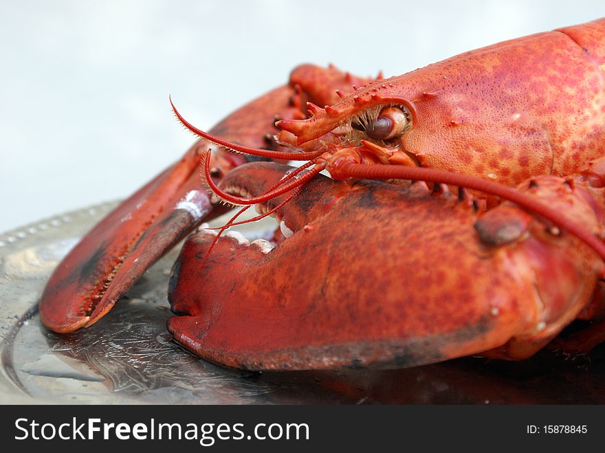 A freshly cooked lobster served on a platter, waiting to be cracked open for its fine meat.