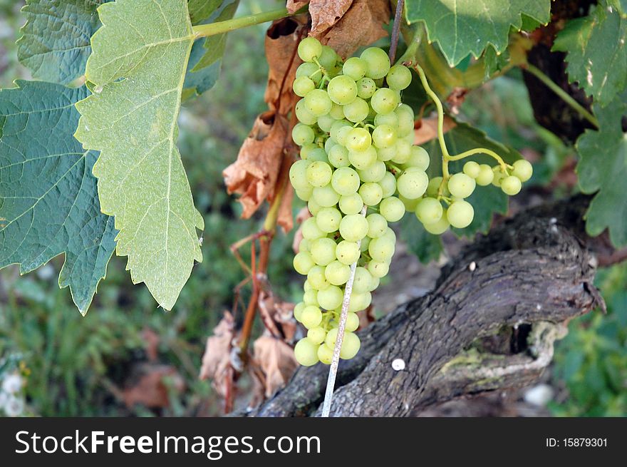 Shot of green grapes growing on tree in france