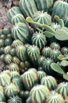 Cactus Stock Photography Cactus Stock Photography