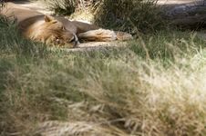Sleeping Lion Royalty Free Stock Photos Sleeping Lion Royalty Free Stock Photos