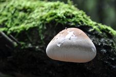 Mushroom Glued To A Tree Royalty Free Stock Image