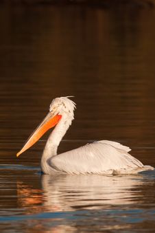 Dalmatian Pelican Stock Photography Dalmatian Pelican Stock Photography