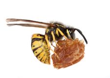Wasp Eating A Piece Of Fruit Royalty Free Stock Image