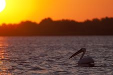 White Pelicans On Water Royalty Free Stock Images