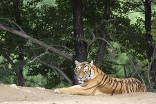 Siberian Tiger Stock Photography Siberian Tiger Stock Photography