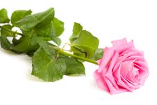 Pink Rose Isolated Stock Photo Pink Rose Isolated Stock Photo