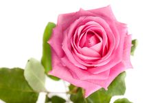 Pink Rose Isolated Royalty Free Stock Images Pink Rose Isolated Royalty Free Stock Images