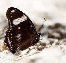 Beautiful Brown Butterfly Stock Photos