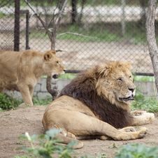 Lion And Lioness Royalty Free Stock Images Lion And Lioness Royalty Free Stock Images