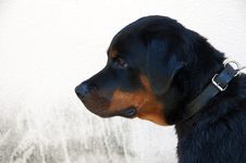 Rottweiler Dog Royalty Free Stock Image Rottweiler Dog Royalty Free Stock Image