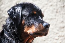 Rottweiler Dog Stock Images Rottweiler Dog Stock Images