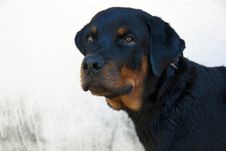 Rottweiler Dog Stock Photos Rottweiler Dog Stock Photos