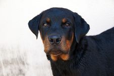 Rottweiler Dog Stock Photography Rottweiler Dog Stock Photography