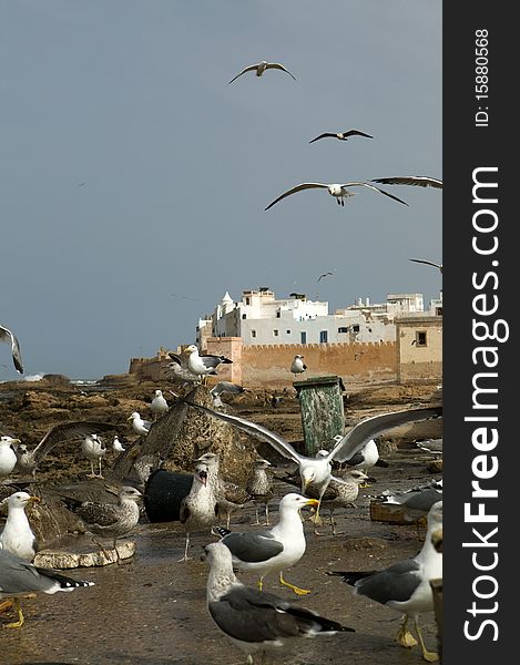 View of seagulls in Moroccan harbour. View of seagulls in Moroccan harbour