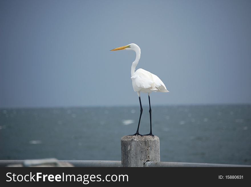 White Heron standing on a bridge railing in St Petersburg FL