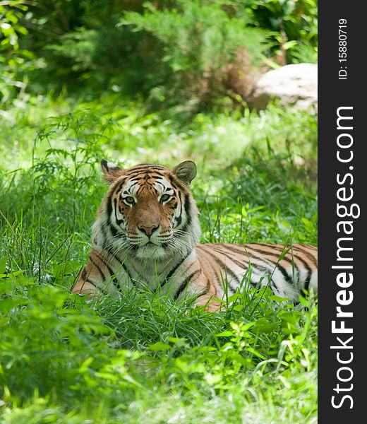 Relaxed tiger on the green grass in zoo