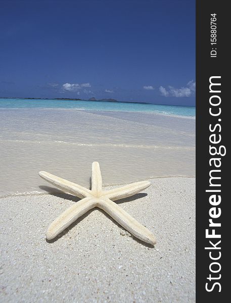 Starfish in a sunny landscape