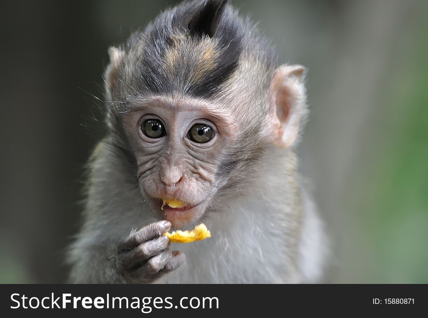 Monkey eating fruit in Bali Ubud forest. Monkey eating fruit in Bali Ubud forest.