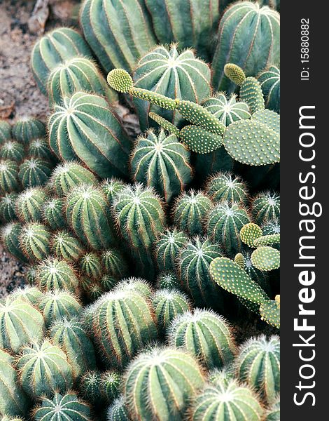 Close up of Balsesoides cactus